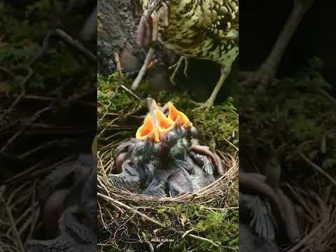 Mother feeding beautiful baby birds nest||Musa plus am||