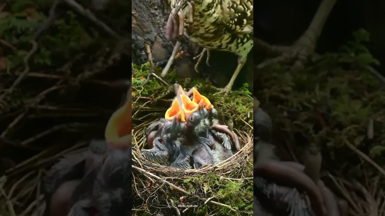 Mother Feeds Baby Birds in Nest π¦