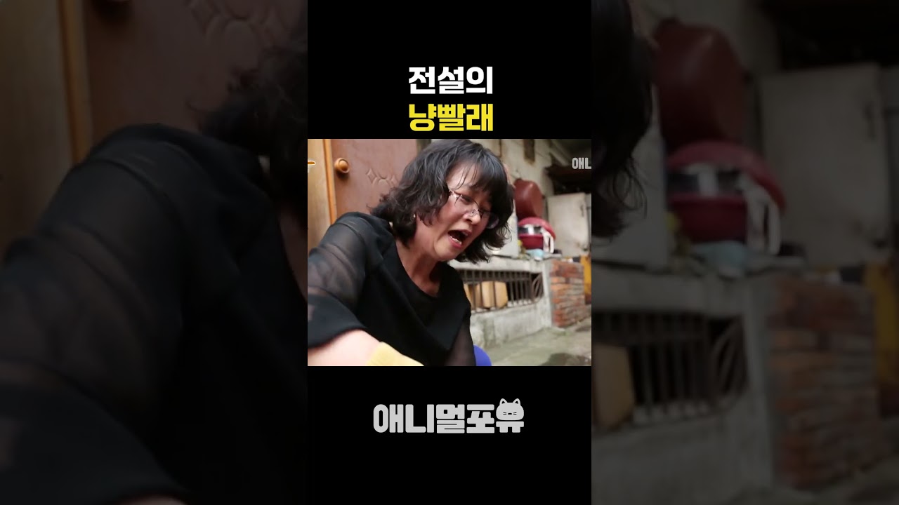 전설의 냥빨래 1탄 🧺
