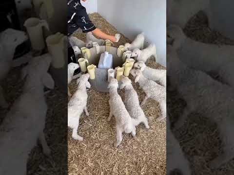 طريقة جميلة في تربية الأغنام 😀Nice way to raise sheep