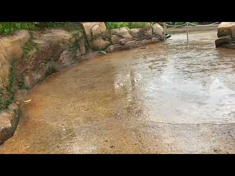 Aiden the Disney guy 