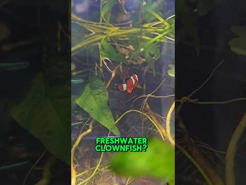 Freshwater clownfish? #aquariumhobby #nemo #clownfish #fishkeepinghobby #tropicalfish
