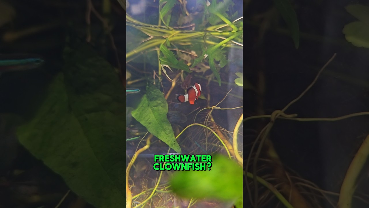 Discover the Freshwater Clownfish: A Unique Addition to Your Aquarium 🐠