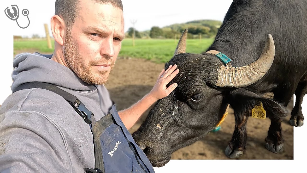 Milking Water Buffalo & Farm Life in SW Scotland 🐃