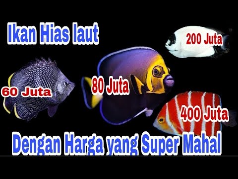 Ikan Hias Laut Termahal di Dunia 🌊