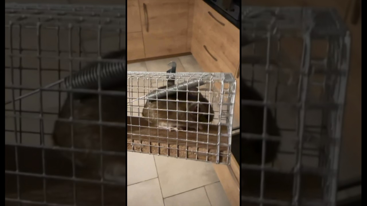 UNE SOURIS CHEZ MOI ! 🐭😠