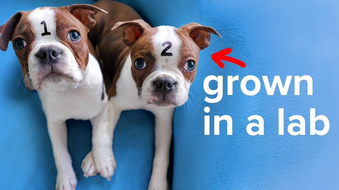 I Cloned My Dog Again 🐶