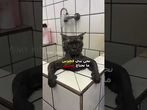 قطوس معصب 😂 | #دبلجة_مضحكة #ضحك #اكسبلور #السعودية #my_kingo #كوميديا #funny #دوبلاج #قطط #cat