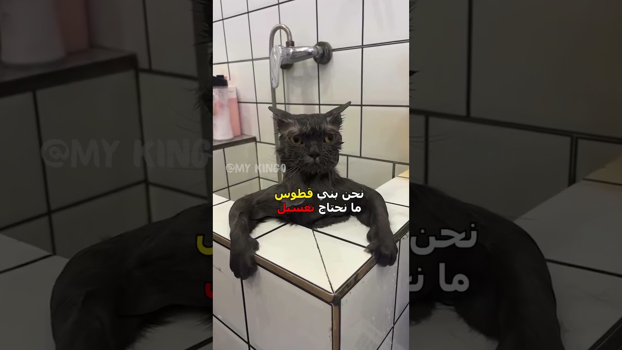 قطط معصبة تضحكك! 😂 أفضل دوبلاج مضحك للحيوانات