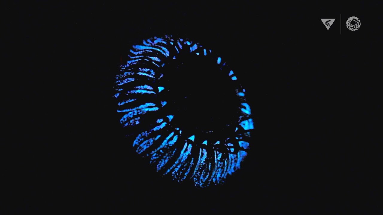 Deep Sea Bioluminescence: Discover How and Why Marine Creatures Shine 🌊