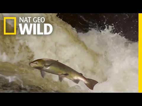 The Life Mission of Salmon | Destination WILD
