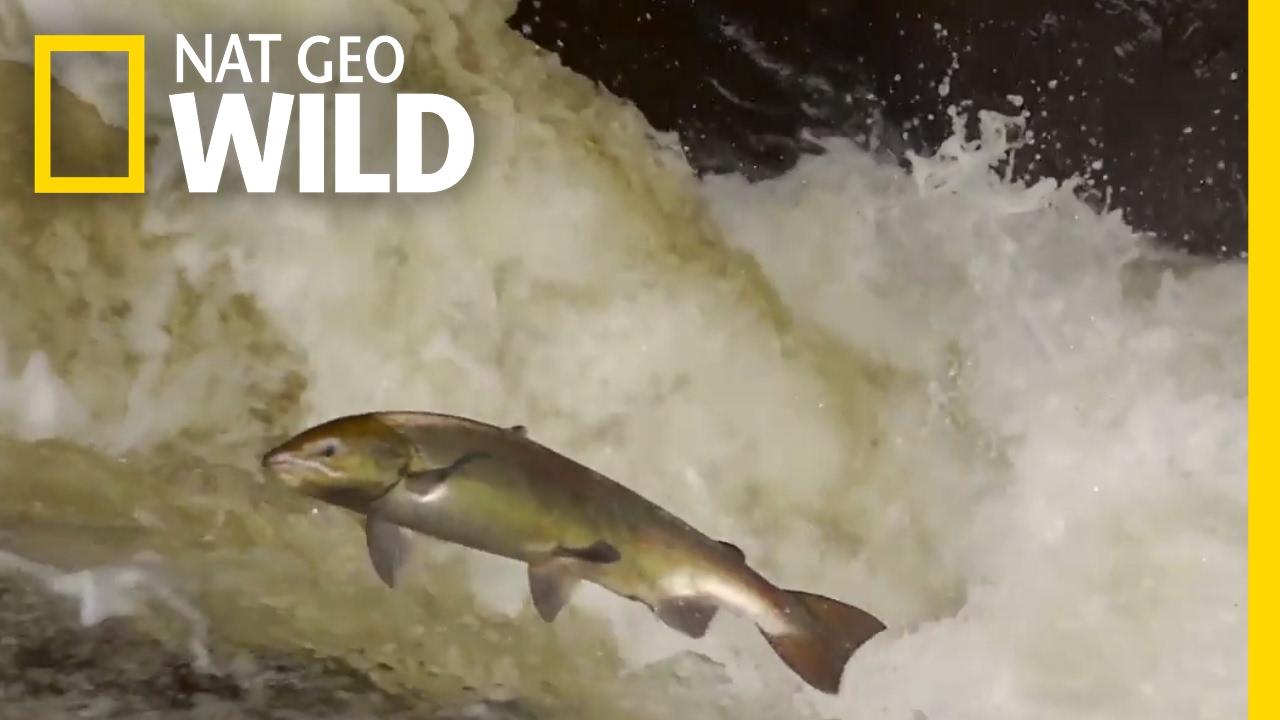 The Life Mission of Salmon | Destination WILD