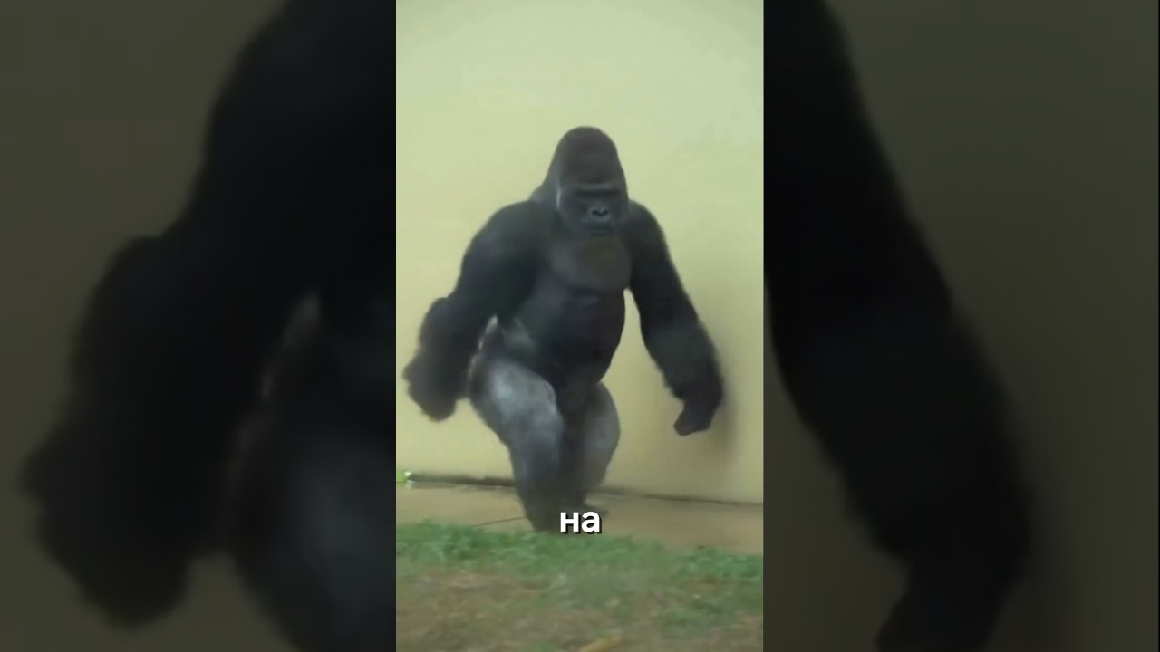 Горилла: сила, которую сложно представить🦍💥 #животные #горилла #gorilla #shorts