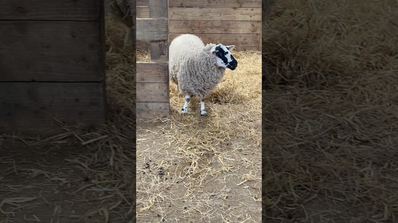 What Do You See? A Sheep π for Kids & Animals