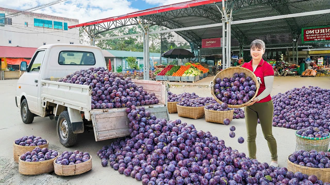 Rewind Timelapse: Harvest Plums & Shop Tips 🍑