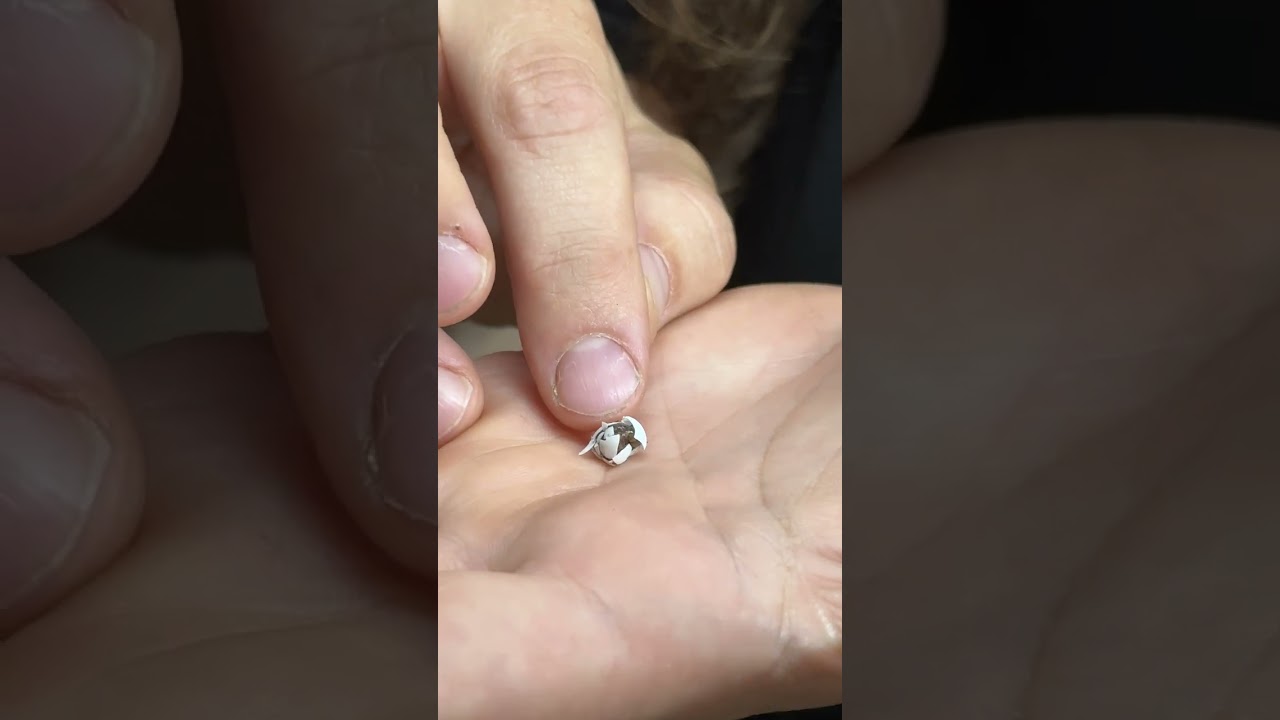 EGG HATCHES IN MY HANDS!