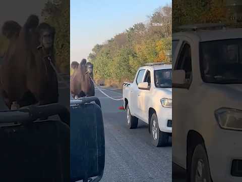 Putin’s WAR CAMEL rescued by Ukraine #ukraine #russia #war