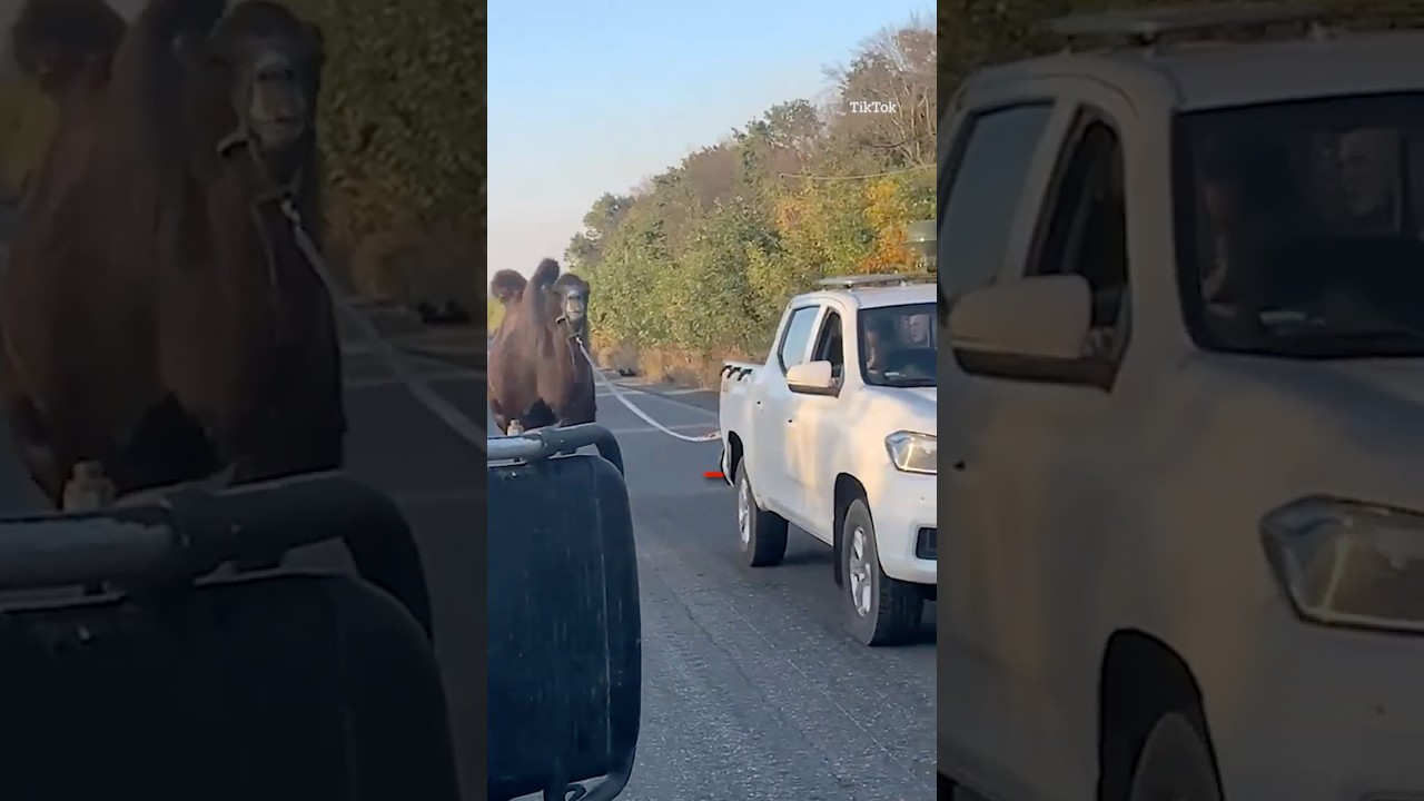 Ukrainian Troops Rescue Putin's War Camel Amidst Conflict πͺ