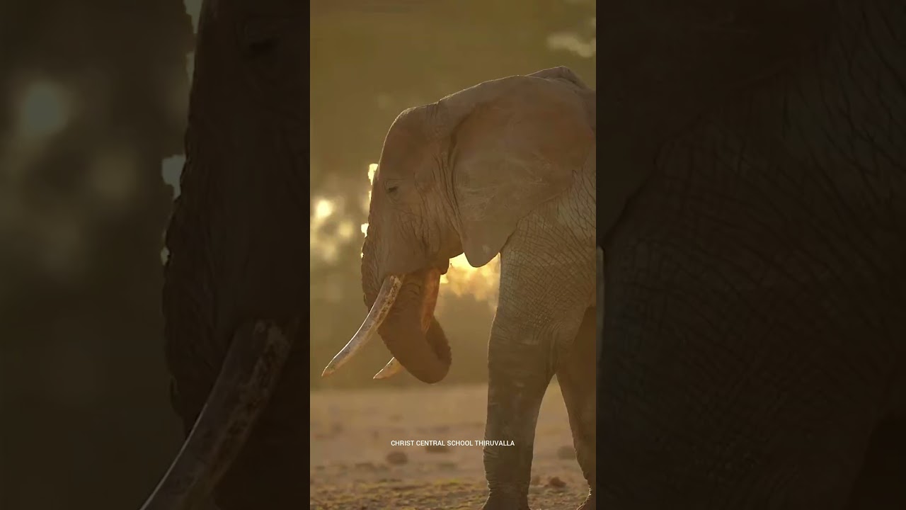 Kerala Piravi 2025 at Christ Central School 🌾