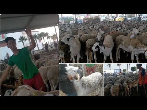 أثمنة حولي (خروف) عيد الأضحى في مركز مرجان أكادير 2022 ثمن ب kg