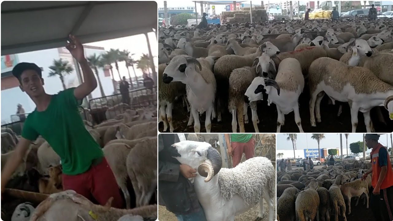 أسعار خروف عيد الأضحى في مركز مرجان أكادير 2022 💰 - سعر الكيلوغرام