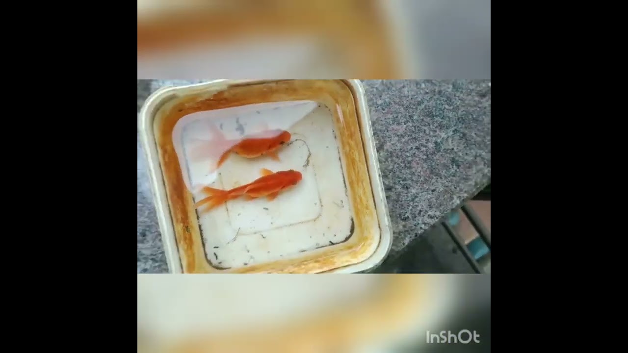 Goldfish Male vs Female 🐟
