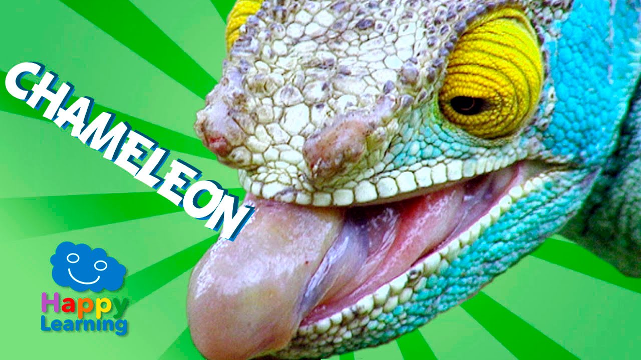 Educational Kids Videos | Chameleon for Kids 📚