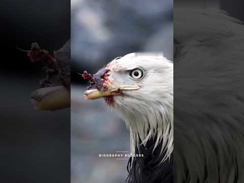 Eagles क्यु Apni चोंच तोड देता है Watch Full Video life Inspiration Of Eagle #eagles #eaglenews