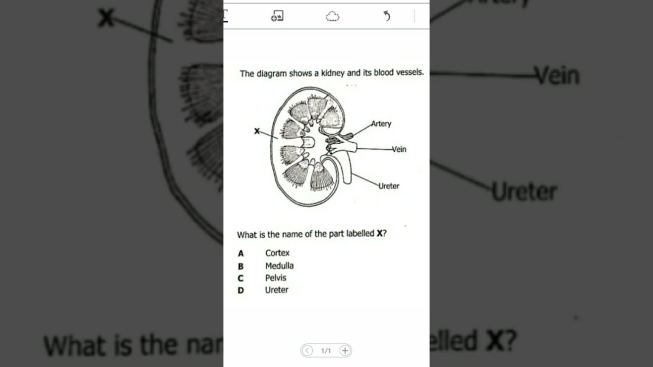 Kidney Biology Questions 🩺