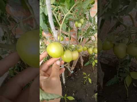 أقوي سماد طبيعي يقوي ويسرع نمو وجذور نباتات من كوب واحد يجعل الاشجار والخضروات تنمو بسرعة جنونية