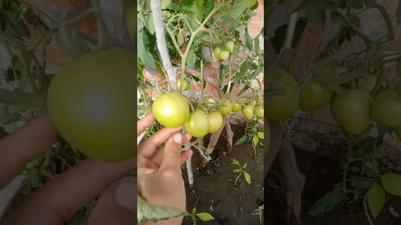 اكتشف أقوى سماد طبيعي لتعزيز نمو الأشجار والخضروات بسرعة مذهلة 🌱