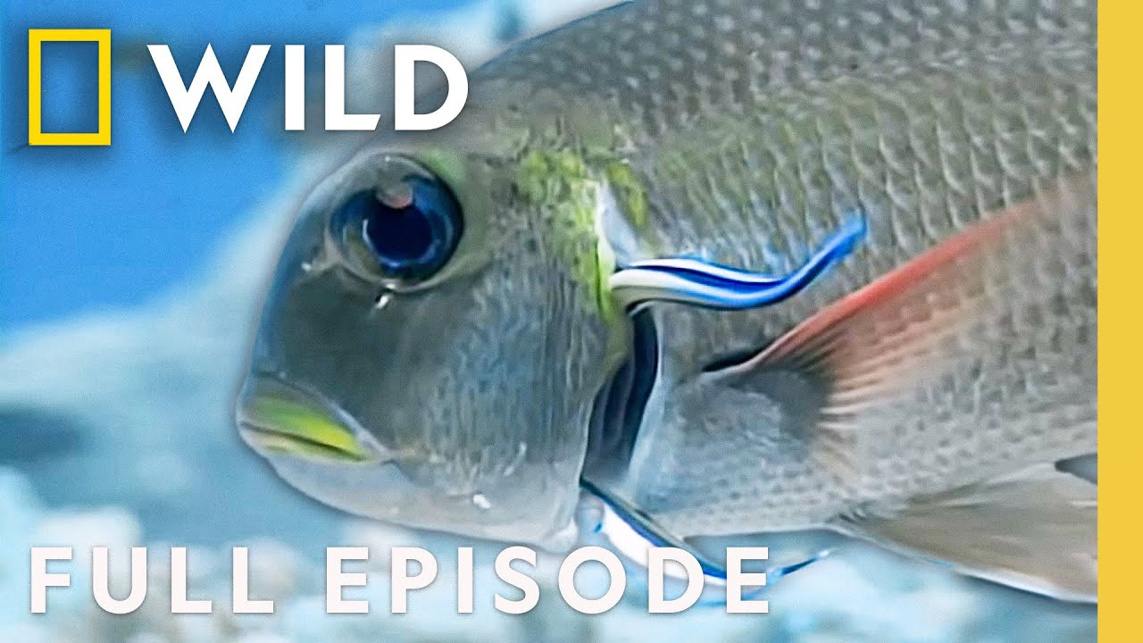 Palau: Ocean Paradise | The Living Edens 🌊