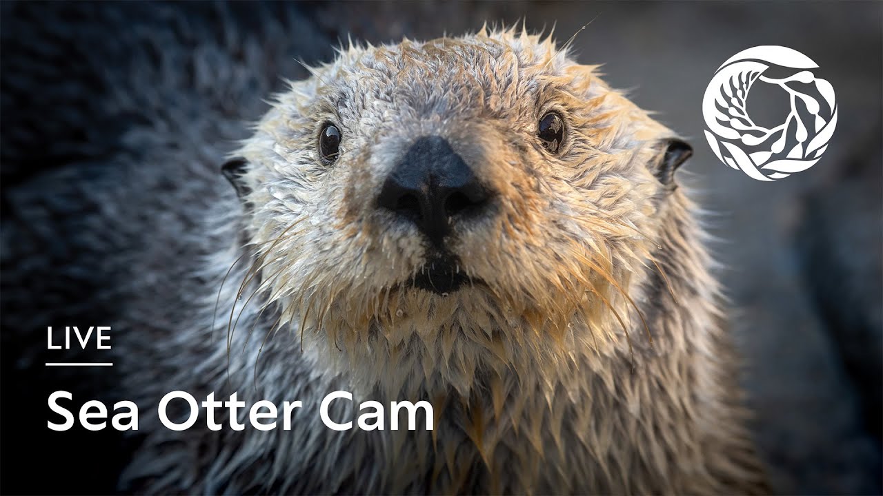 Live Sea Otter Cam | Monterey Bay Aquarium