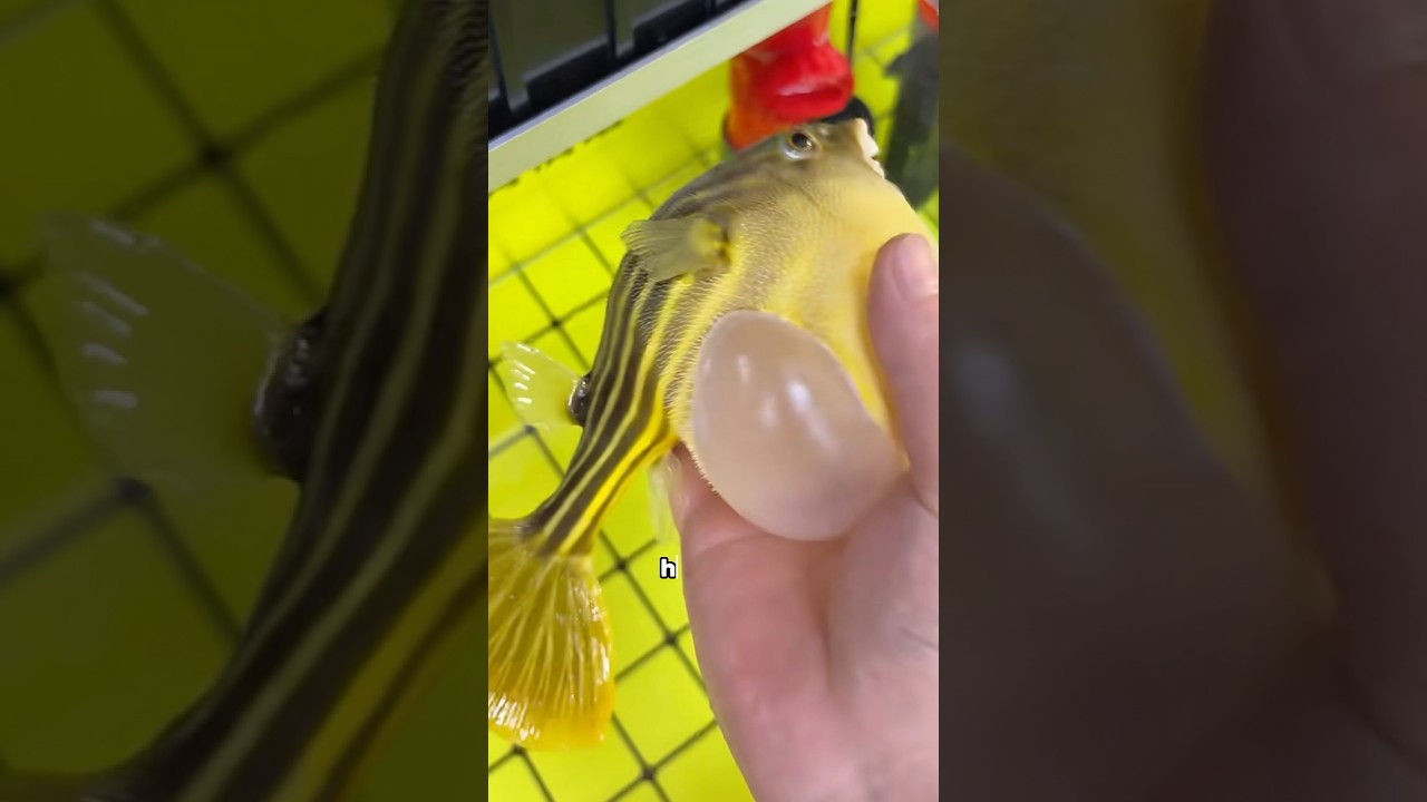 Cracked Belly on Puffer Fish π‘