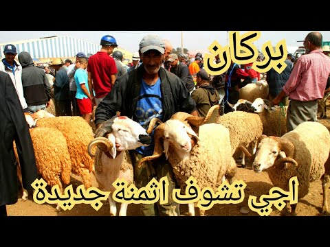 بركان زجديد اثمنة خروف عيد الاضحى شوف الفيديو كامل تعرف