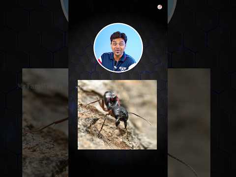 World's No.1 CAMERA MOBILE🔥😎 | Shorts | Tamil Tech