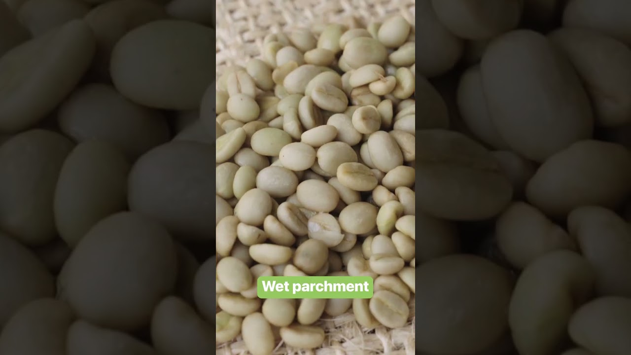 The 5 Stages of Coffee Processing Explained