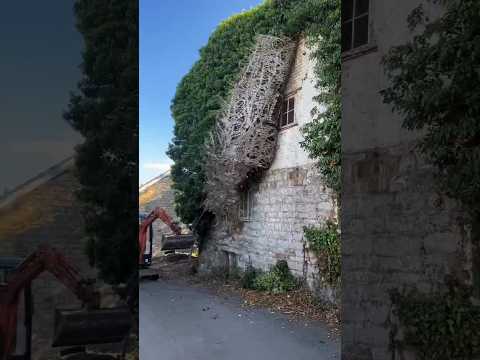 4k video Ultra HD | 8k video Ultra HD | 12k video Ultra HD #relaxing #bird #animals #12k #8k #4k 2