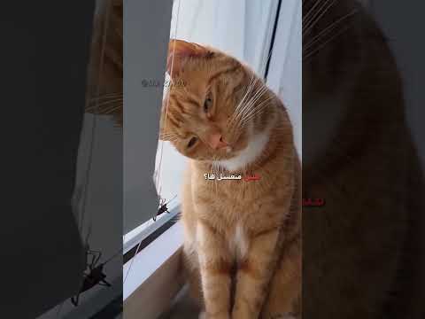 🗣️ قطوس مدبلج 😹 | #دبلجة_مضحكة #اكسبلور #السعودية #دوبلاج #my_kingo #shorts