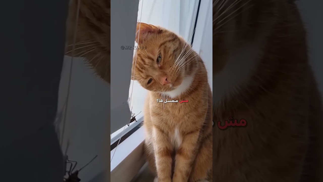 قطوس مدبلج مضحك 😹 | دبلجة ممتعة مع تعليق صوتي جديد! #السعودية