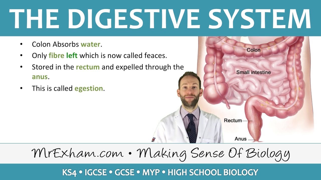 Digestive System - GCSE Biology (9-1) 📚
