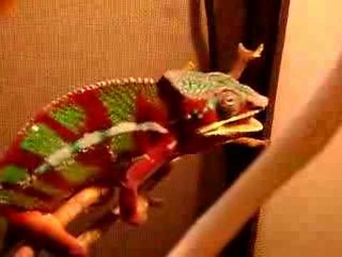 Meet Floyd, My 2-Year-Old Panther Chameleon 🦎