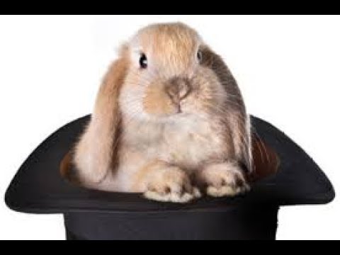 Rabbit from hat