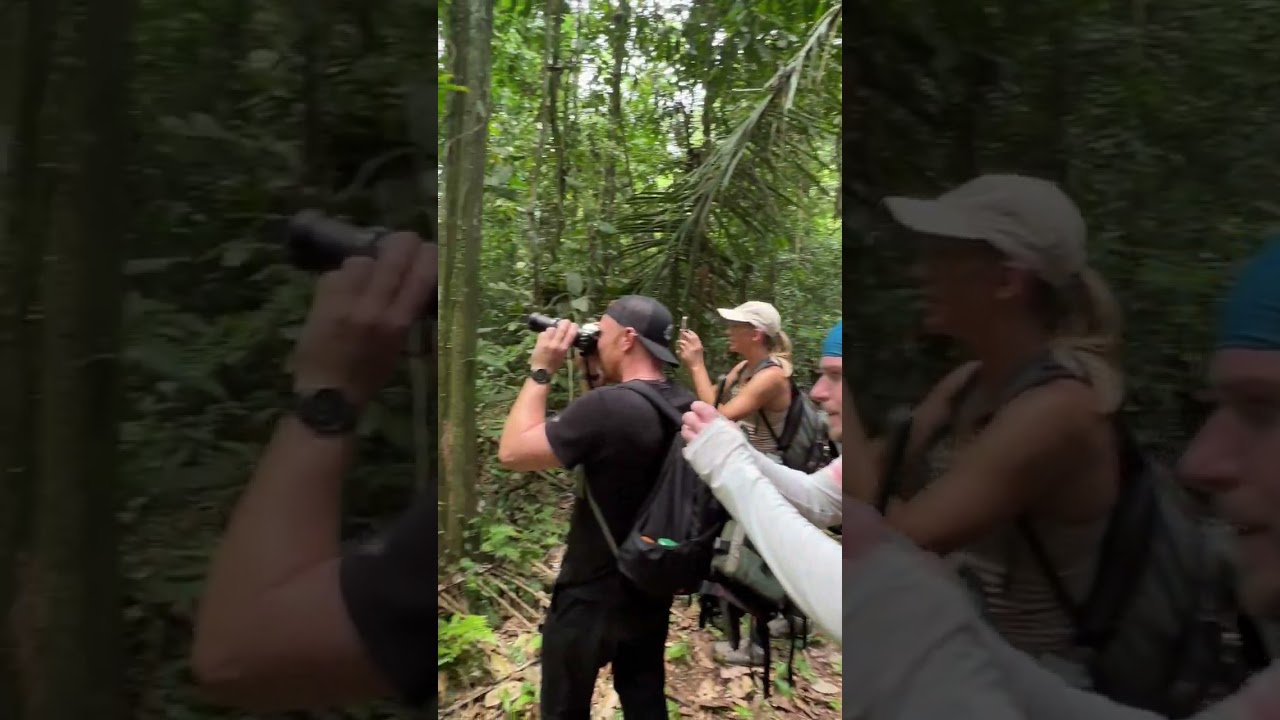 Discover the Amazon: The World's Largest Rainforest 🌳