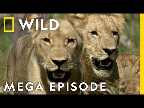 Win or Die: Savage Kingdom Season 1 | Nat Geo Wild