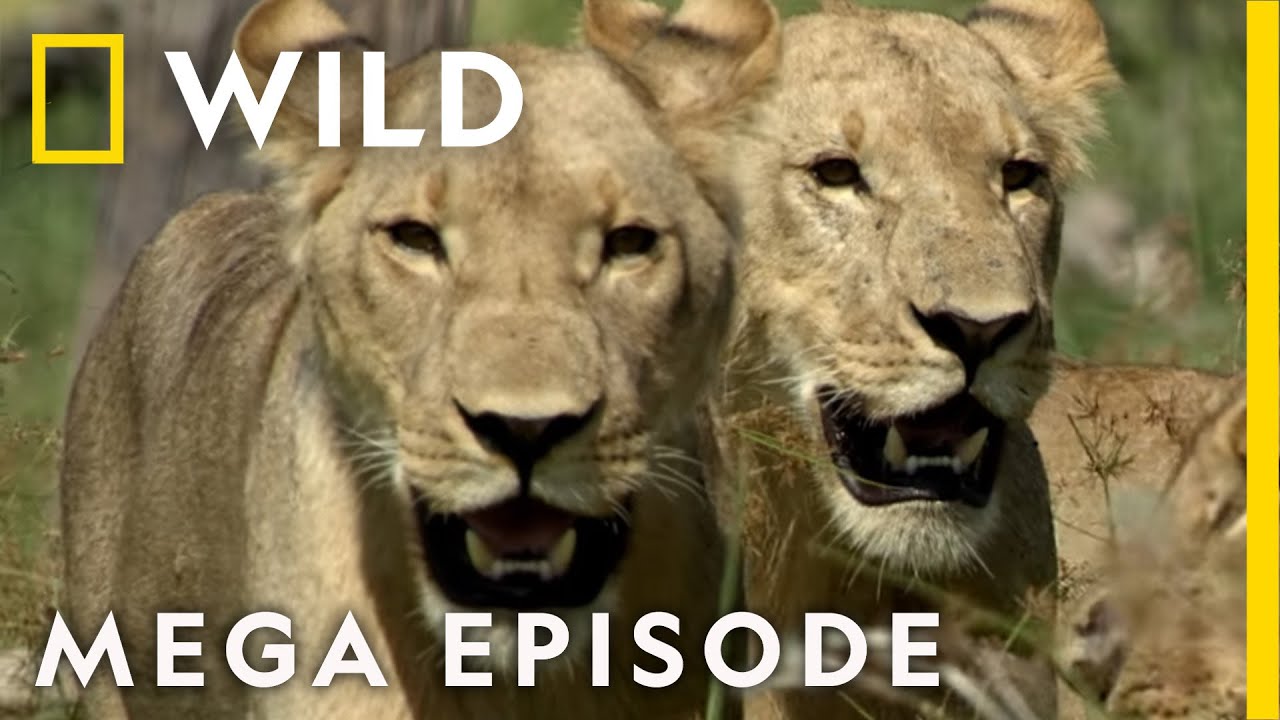 Win or Die: Savage Kingdom Season 1 | Nat Geo Wild