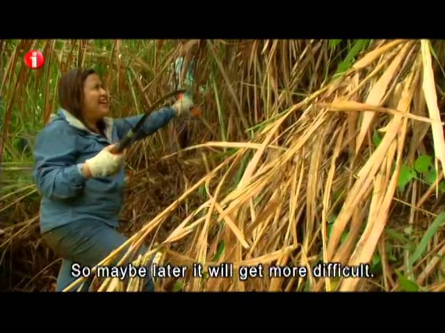 I-Witness: 'Kayod Kalabaw' - A Documentary by Sandra Aguinaldo