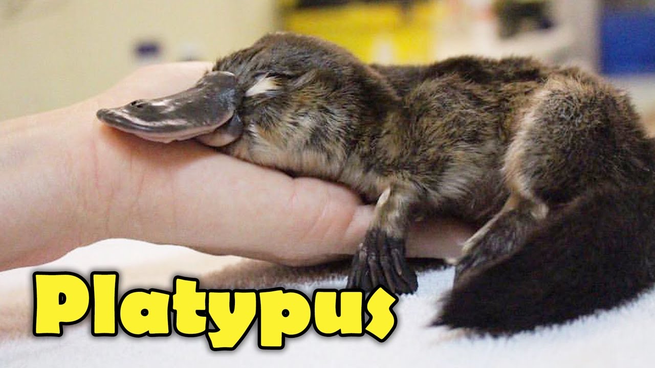What Is a Platypus? 10 Fascinating Facts 🦆