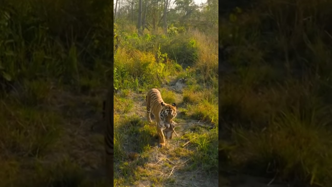 Spectacular Tiger Hunting Deer in the Wild 🐅