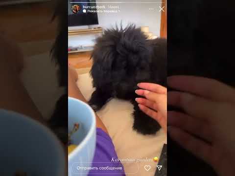 Бурджу Озберк и Чангу на карантине